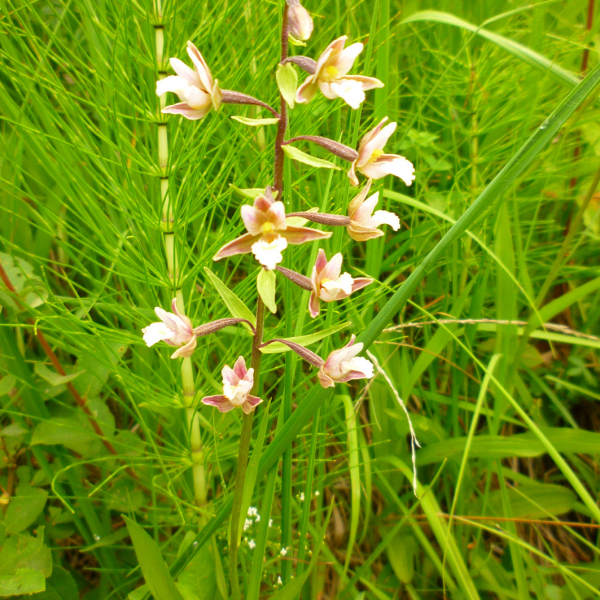 3-epipactis palustris